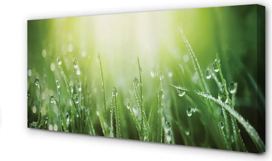 Zdjęcie na płótnie Słoneczne Krople na Trawie