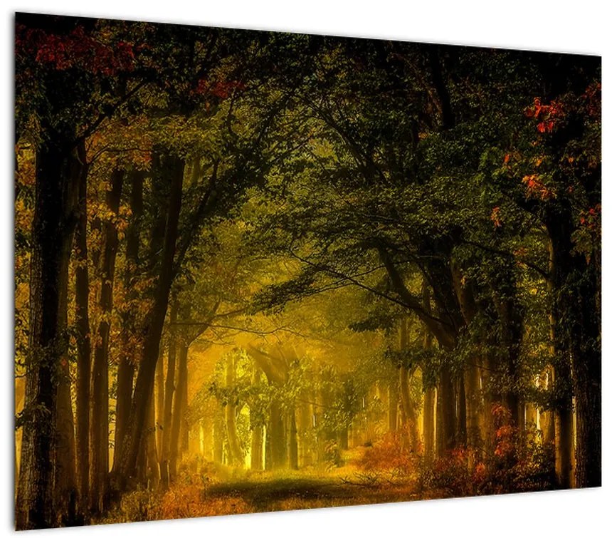 Obraz lasu (70x50 cm)