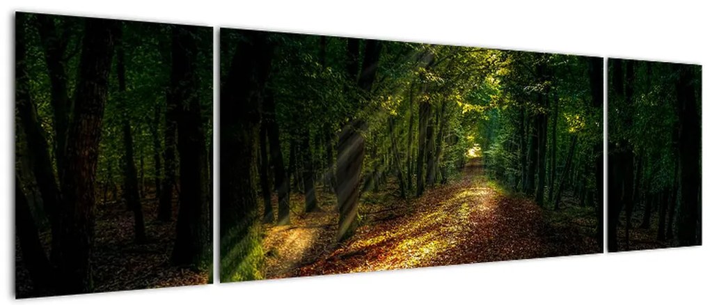Obraz leśnej ścieżki (170x50 cm)