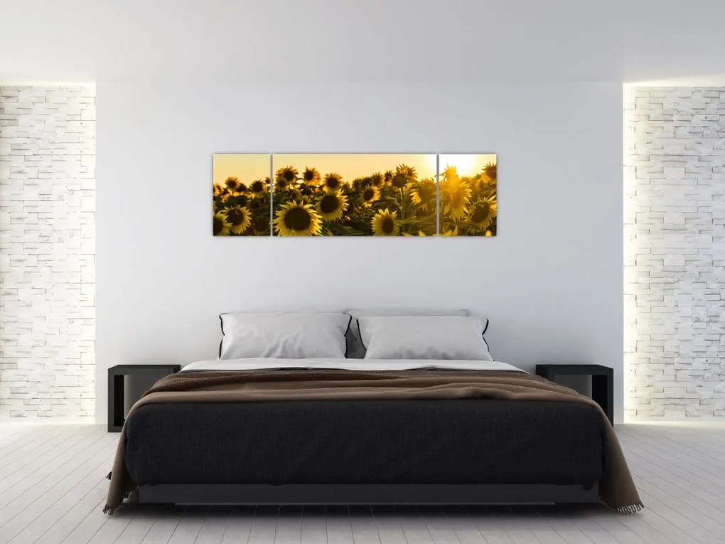 Obraz pola słoneczników (170x50 cm)