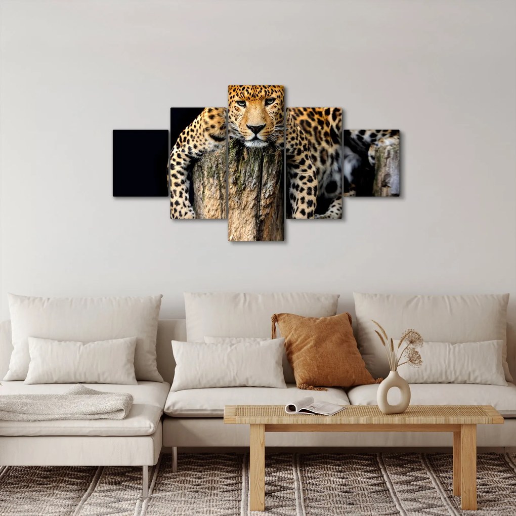 Obraz - Gepard (125x70 cm)