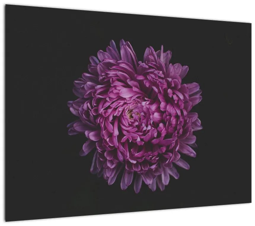 Obraz fioletowego kwiatu (70x50 cm)