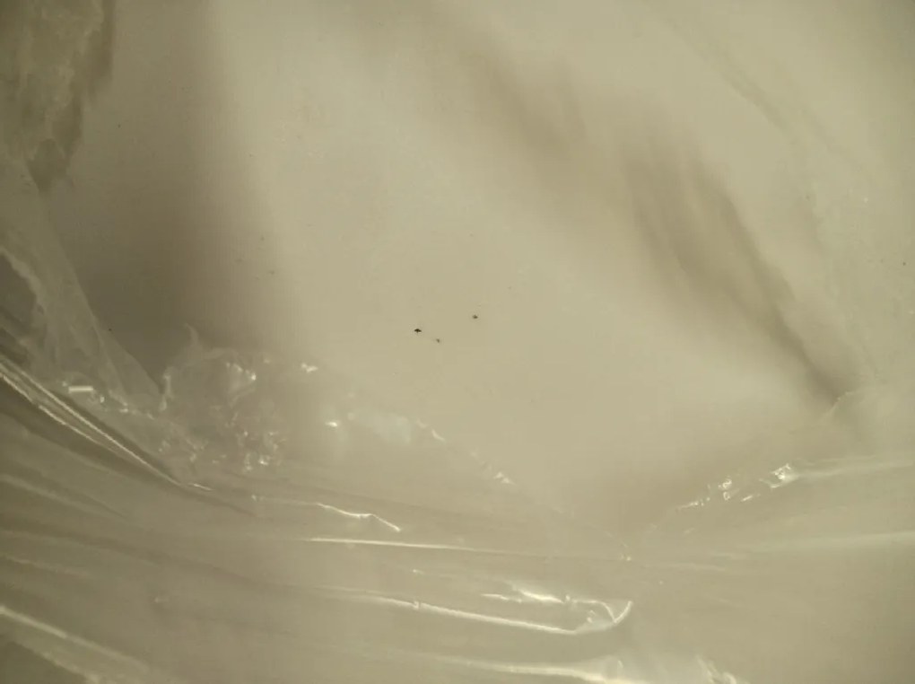 Promocja Krzesło jadalniane OSAKA z plastiku, białe II gatunek
