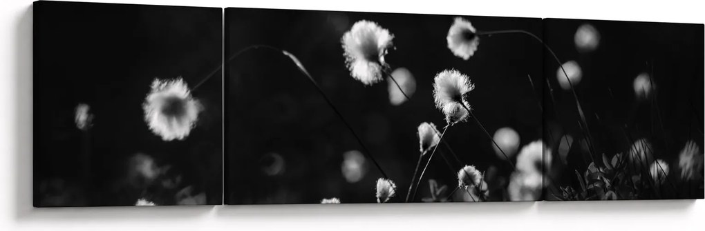 Obraz - Łąka z trawą bawełnianą N⁰1 (170x50 cm)