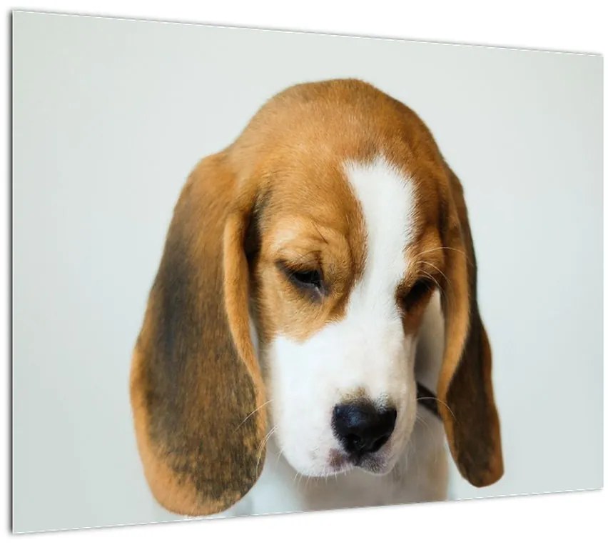 Obraz Beagle (70x50 cm)