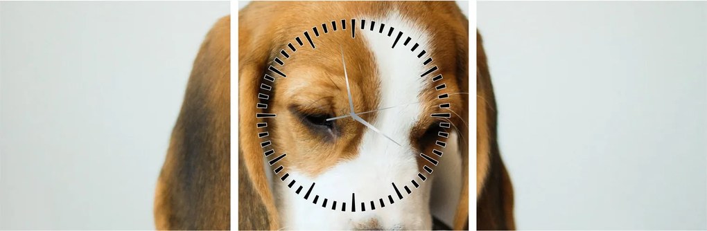 Obraz Beagle (z zegarem) (90x30 cm)