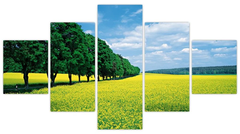 Obraz pola z aleją (125x70 cm)