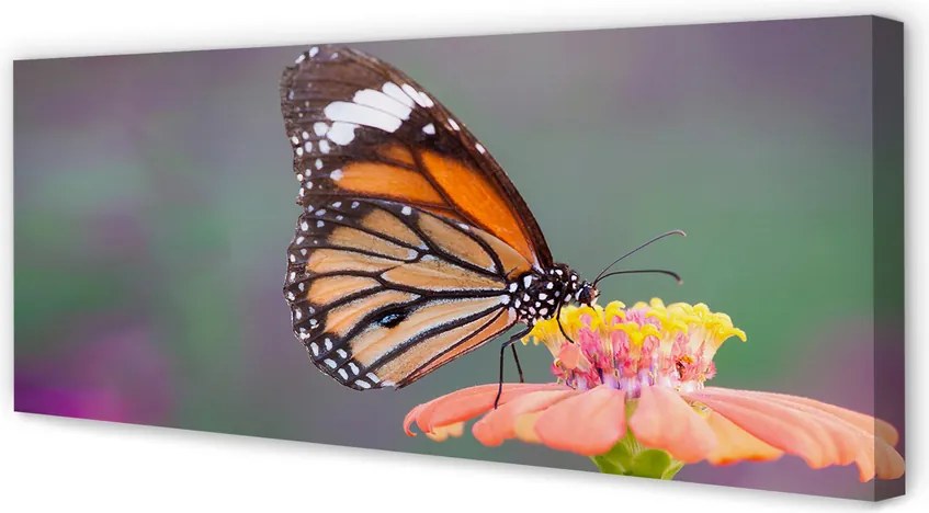 Duży obraz na płótnie Motyl na Kwiecie