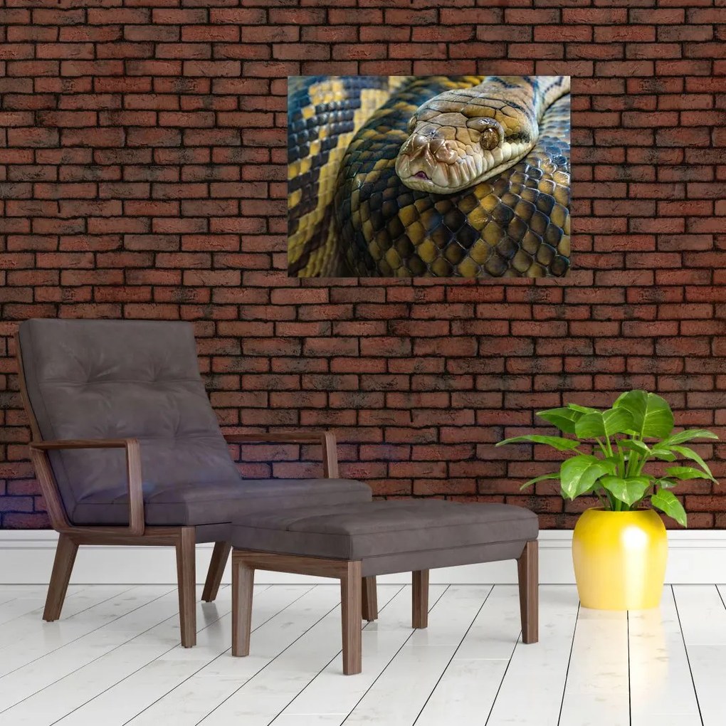 Obraz - Pyton (70x50 cm)
