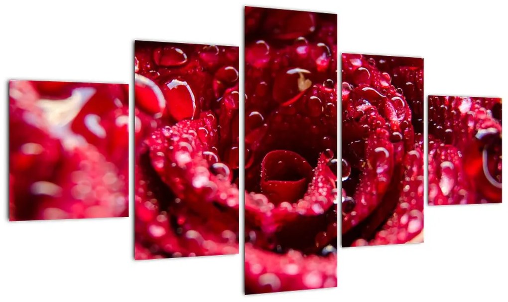 Obraz czerwonego kwiatu róży (125x70 cm)