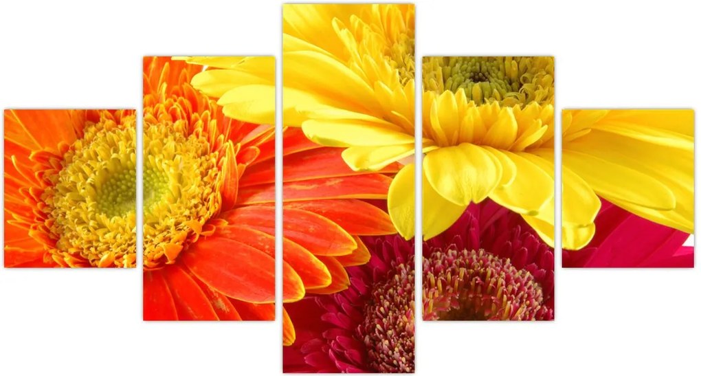Obraz - Kwiaty Gerbery (125x70 cm)