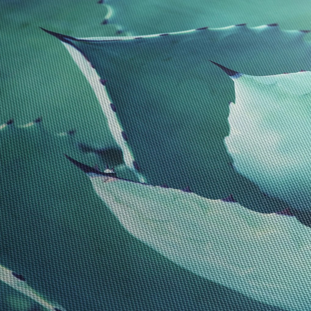 Obraz - Sukulent (125x70 cm)