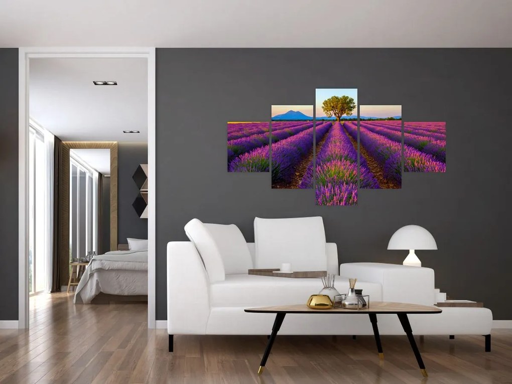 Obraz - Pole lawendy (125x70 cm)