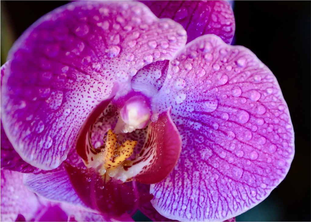 Zbliżenie kwiatu orchidei (70x50 cm)