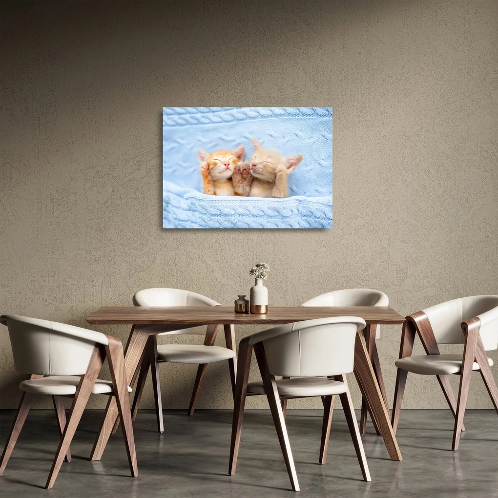Obraz na szkle - Śpiące kocięta (70x50 cm)