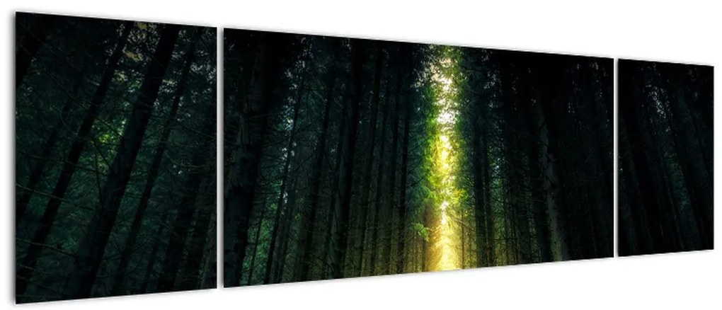 Obraz ciemnego lasu (170x50 cm)