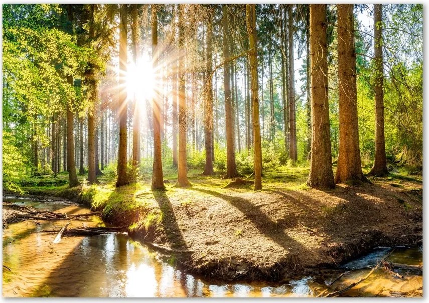 Foto obraz szkło hartowane Panorama las