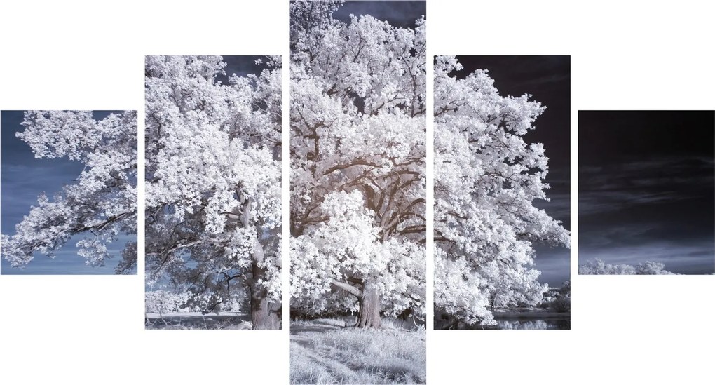 Obraz - Śnieżnobiałe drzewo (125x70 cm)