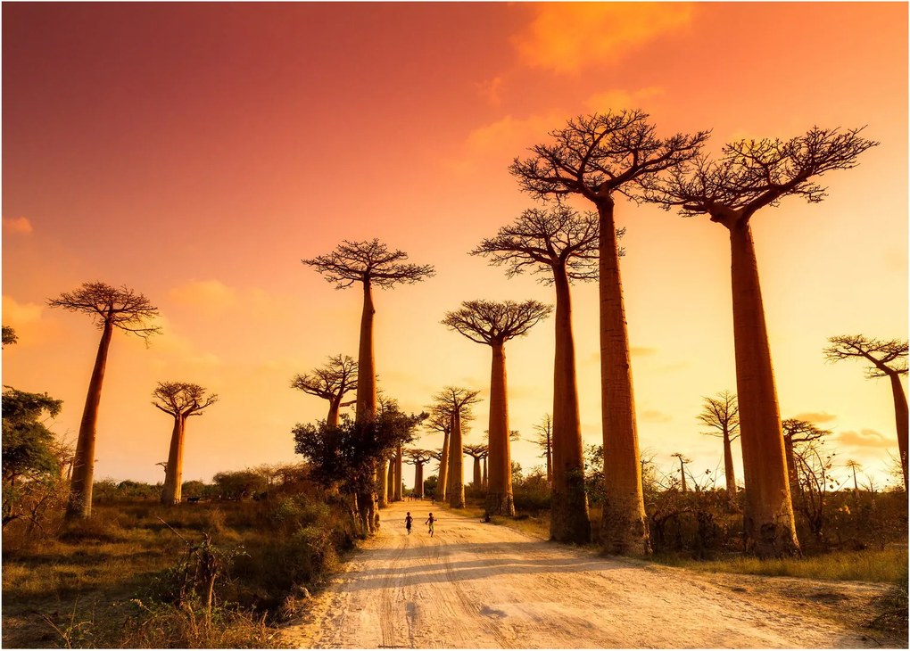 Obraz na szkle - Zachód słońca w Baobab Alley (70x50 cm)