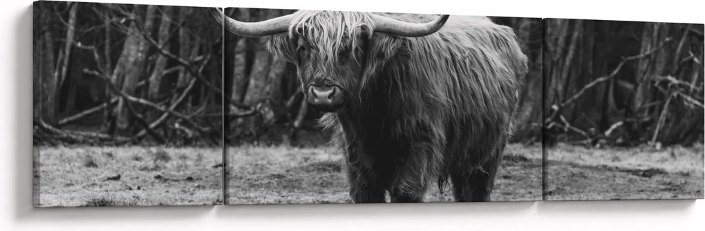 Obraz - Szkocka krowa (170x50 cm)
