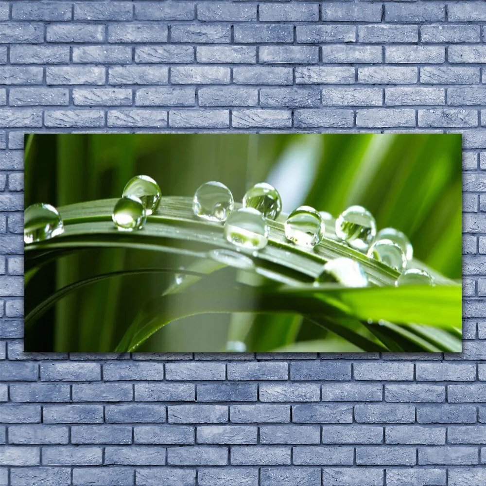 Zdjęcie na płótnie Krople Rosy na Źdźbłach