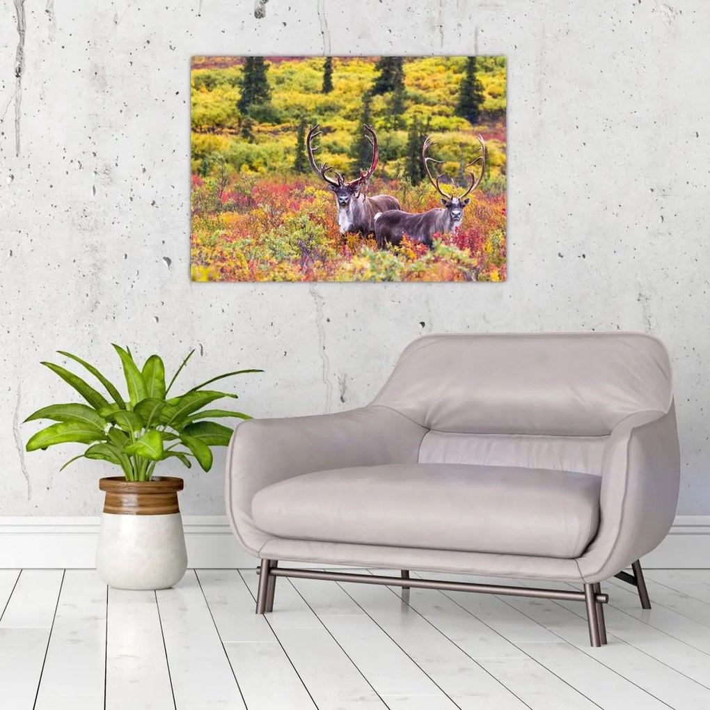 Obraz - Renifer tundrowy (70x50 cm)