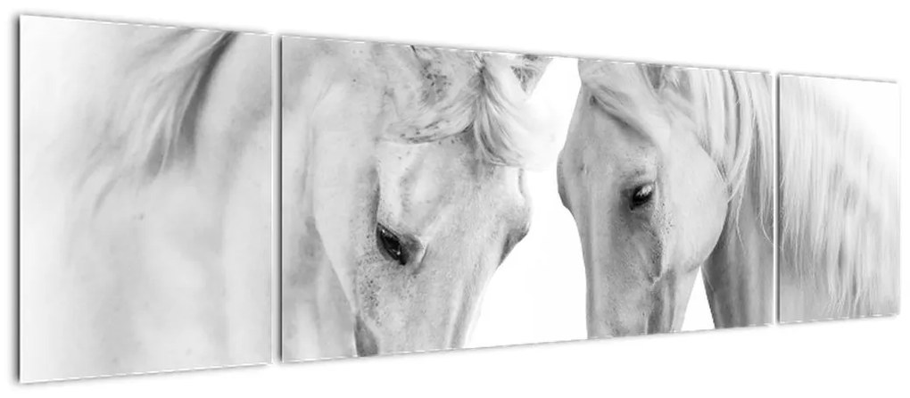 Obraz białych koni (170x50 cm)