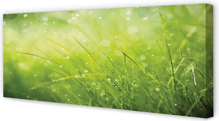 Obraz drukowany na płótnie Świeżość Rosy na Trawie