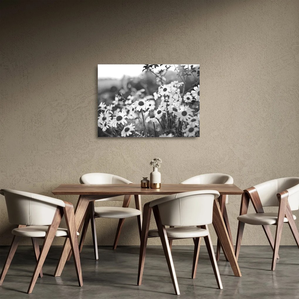 Obraz na szkle - Stokrotki (70x50 cm)