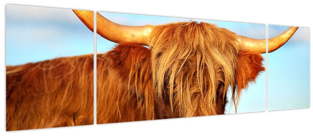 Obraz -Szkocka krowa (170x50 cm)