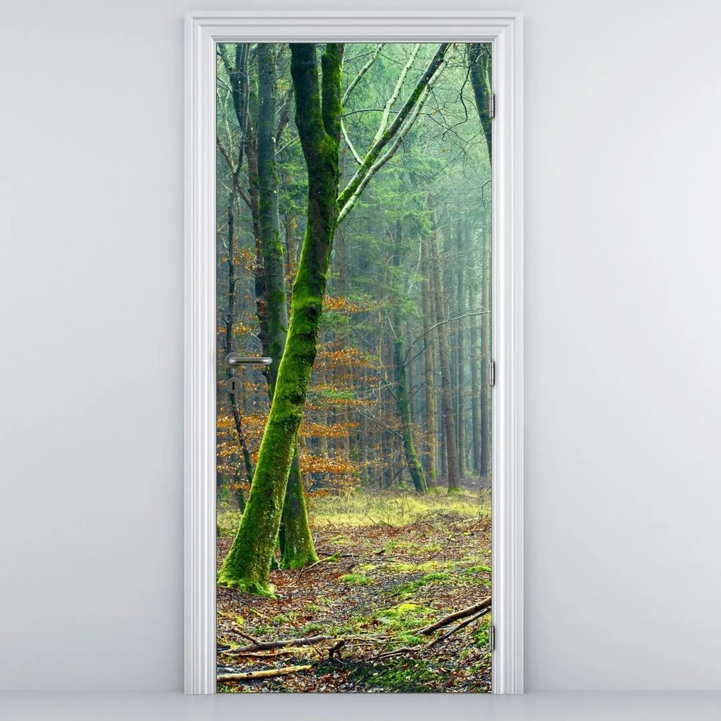 Fototapeta na drzwi - Las (95x205cm)