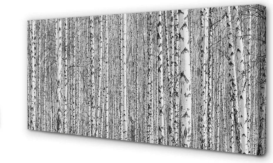 Obraz na płótnie Czarno-Biały Las