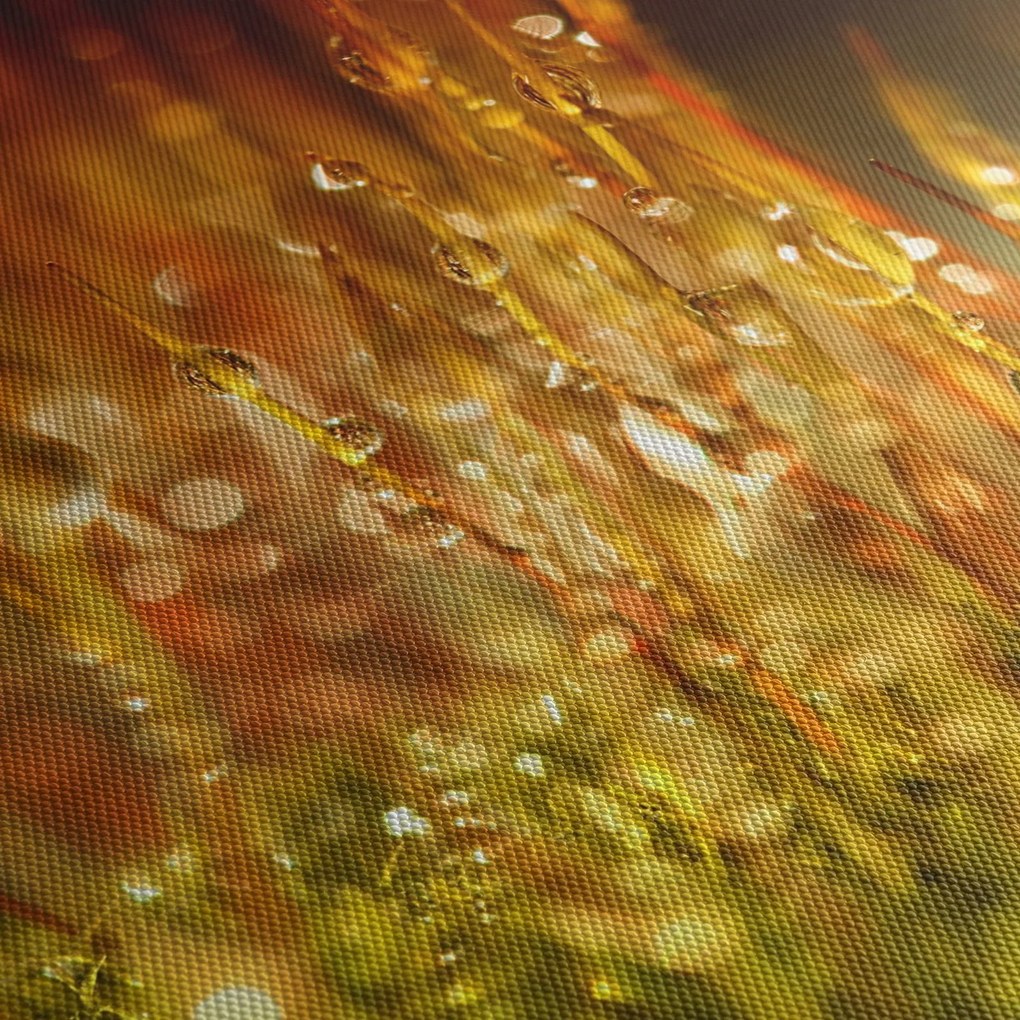 Obraz - Szczegół rosy (70x50 cm)