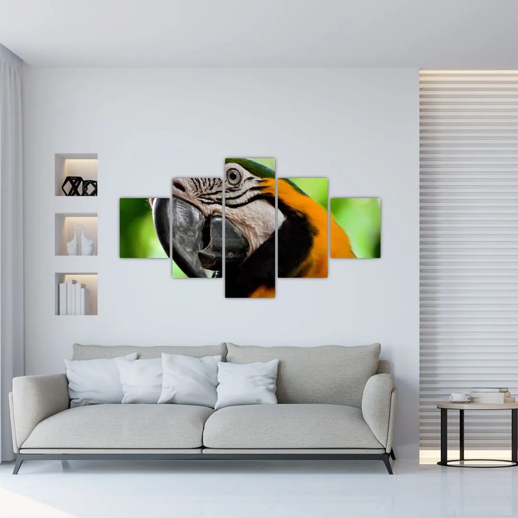 Obraz papugi (125x70 cm)