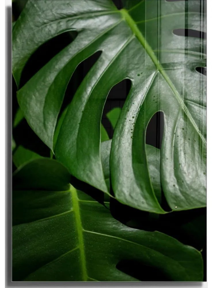 Szklany obraz 50x70 cm Monstera – Wallity