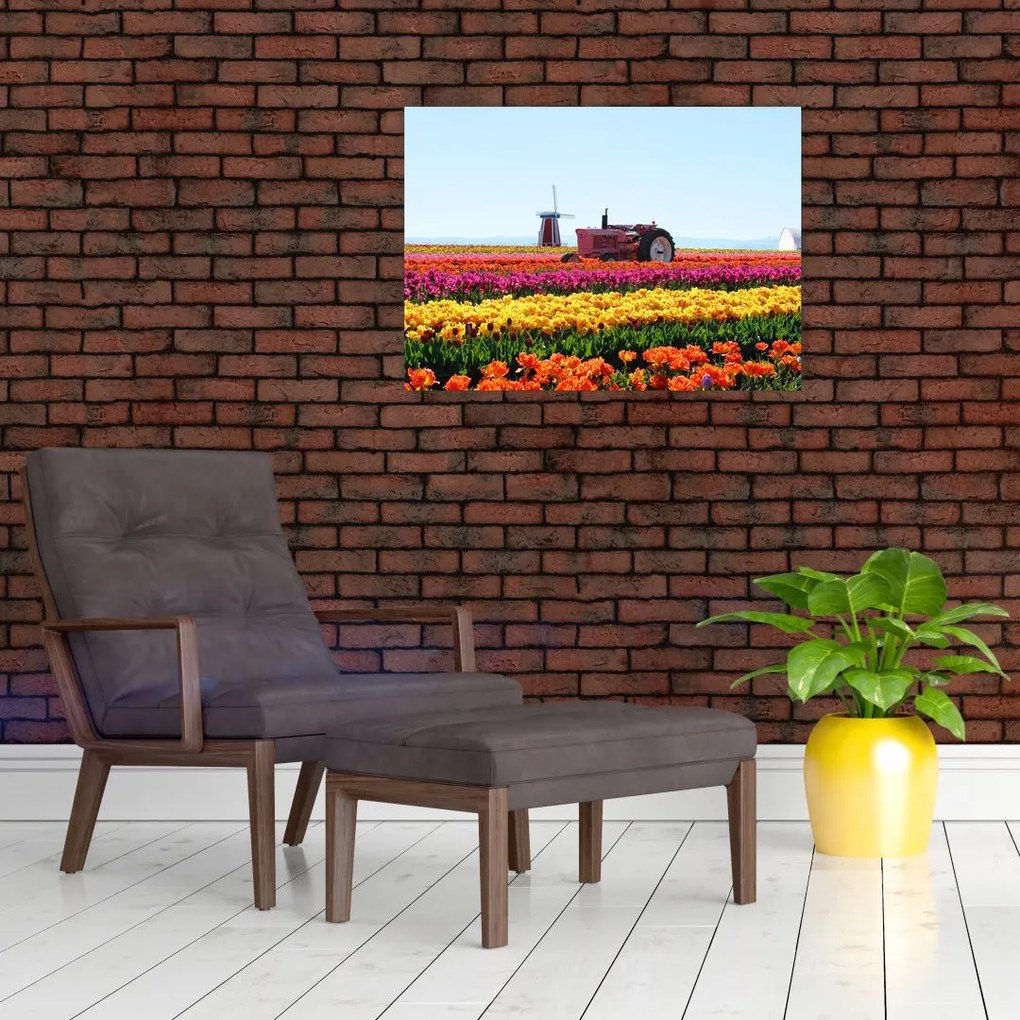 Obraz farmy tulipanów (70x50 cm)