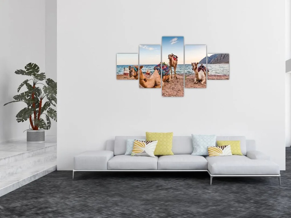 Obraz wielbłądów (125x70 cm)