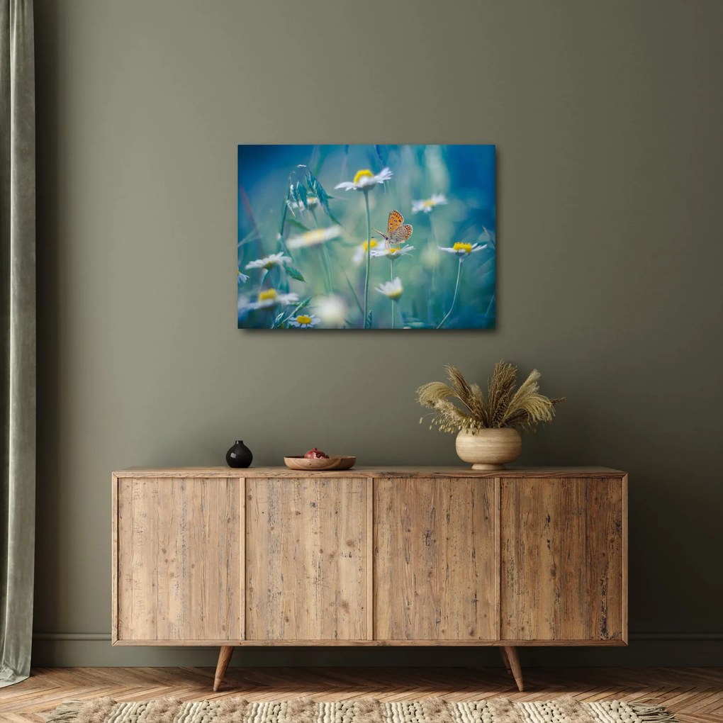 Obraz - Motyl na stokrotce (70x50 cm)
