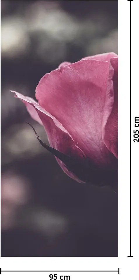 Fototapeta na drzwi - Detal kwiatu róży (95x205cm)