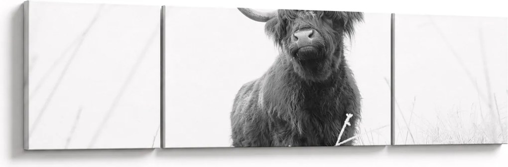 Obraz - Szkocka krowa 4, czarno - biały (170x50 cm)