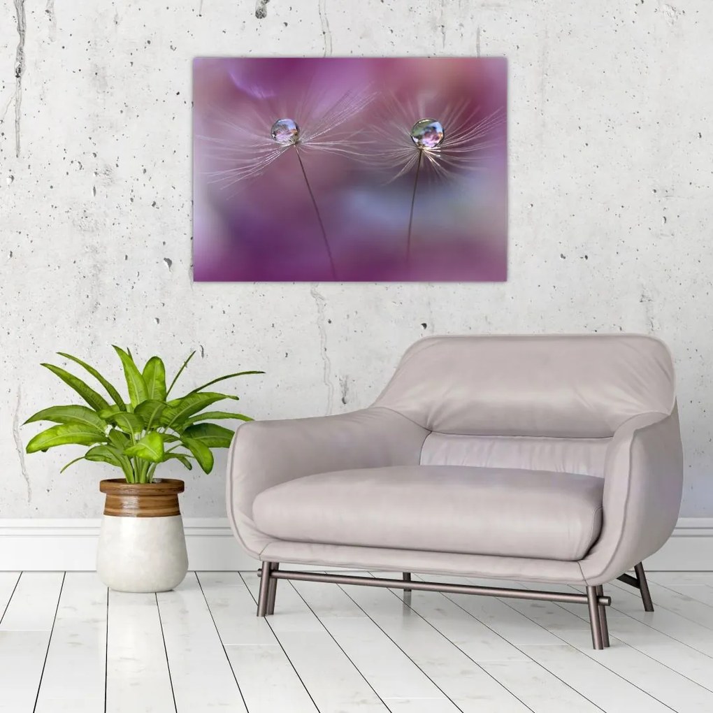 Obraz na szkle kropelek na puchu (70x50 cm)