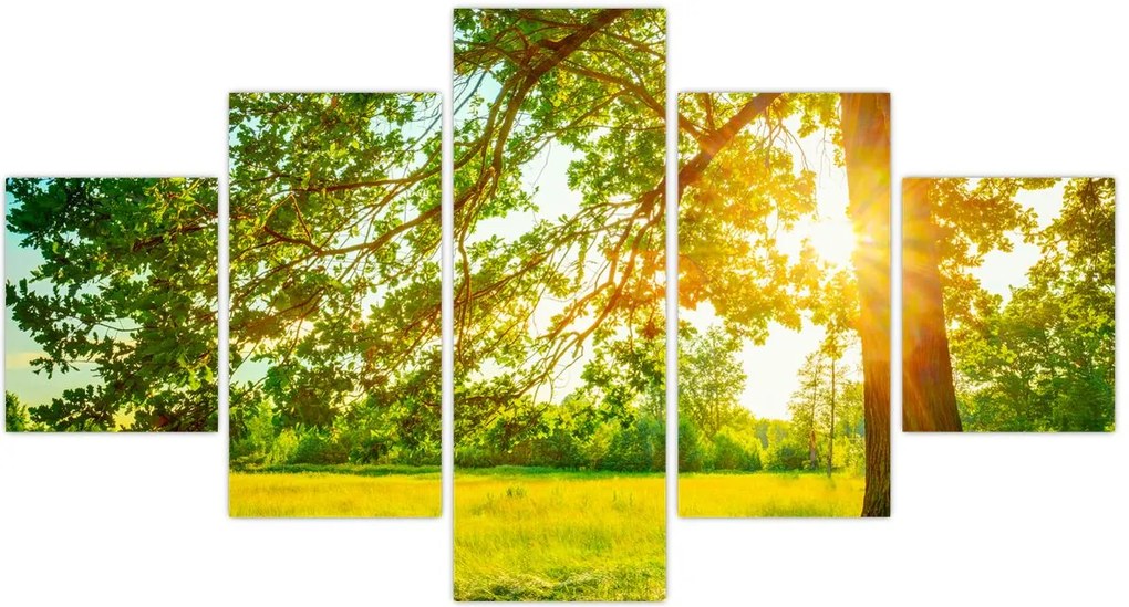 Obraz - Słoneczny Las (125x70 cm)
