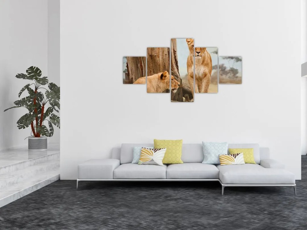 Obraz - dwie lwice (125x70 cm)