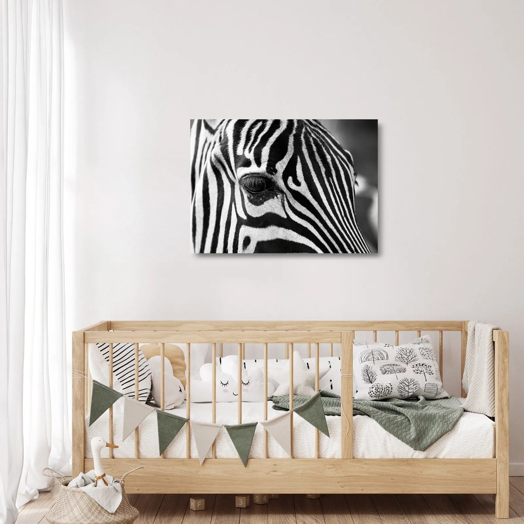 Obraz na szkle - zebra (70x50 cm)