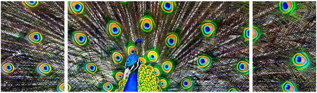 Obraz - Paw (170x50 cm)