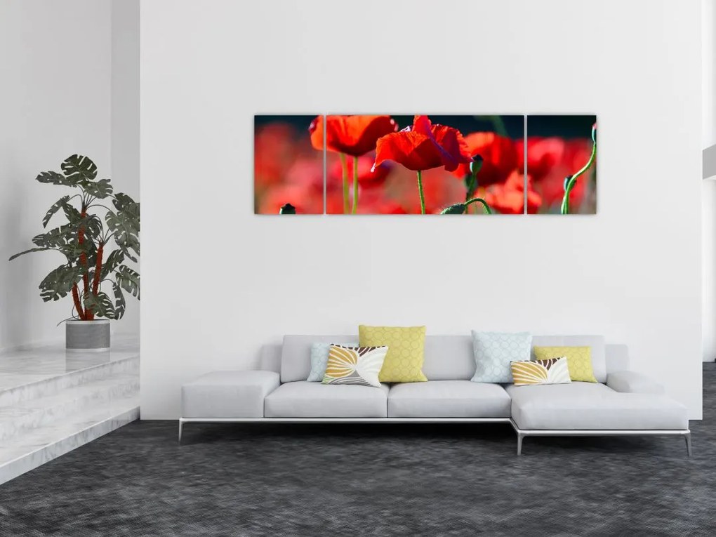 Obraz - maki (170x50 cm)