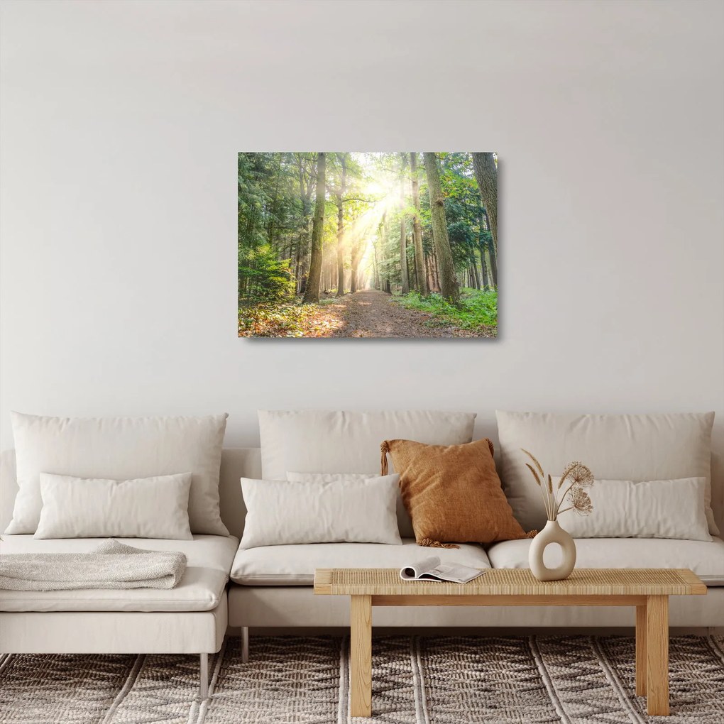 Obraz na szkle ścieżki w lesie (70x50 cm)