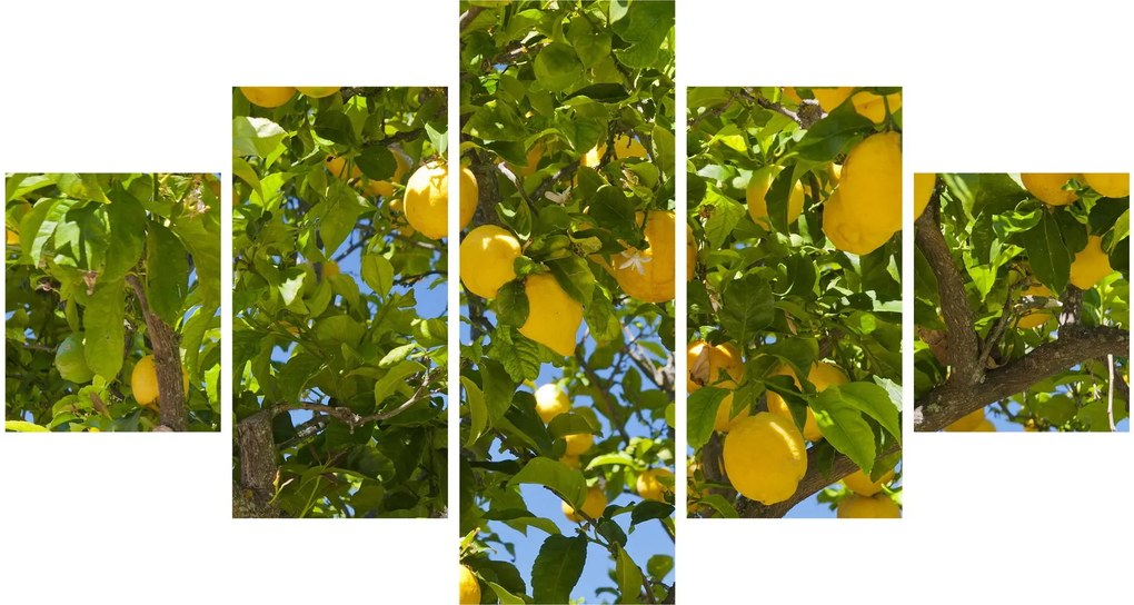Obraz - Drzewo cytrynowe (125x70 cm)