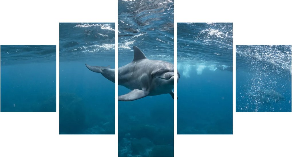 Obraz - Delfin pod wodą (125x70 cm)