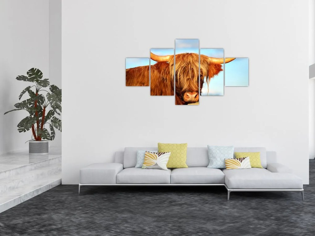 Obraz -Szkocka krowa (125x70 cm)